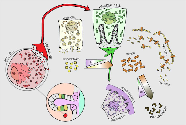 BB004 - Stomach acid Advanced SB003%2B %2BStomach%2BAcid%2B033 Figure%2B4 - BB004 - Stomach acid Advanced