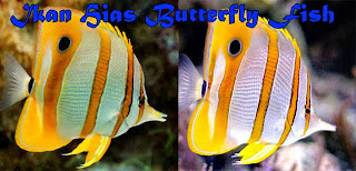 Menarik, Cantik, Inilah Dia Ikan Hias Butterfly Fish!