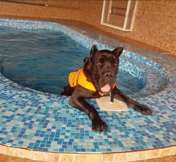 Desert Girl on Kuwait Dog Boarding Services Ghalya's Dog Paradise