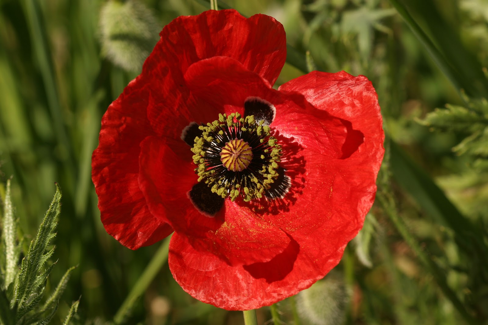 Imágenes de flores y plantas Amapola Imágenes de flores y plantas Amapola