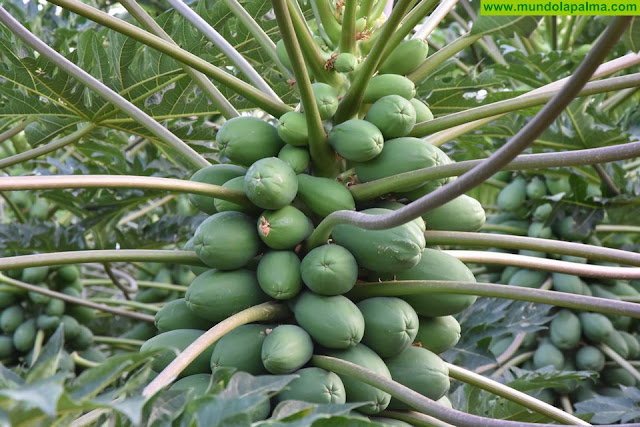 El proyecto Fruttmac une a la Macaronesia en el desarrollo sostenible de los frutales tropicales
