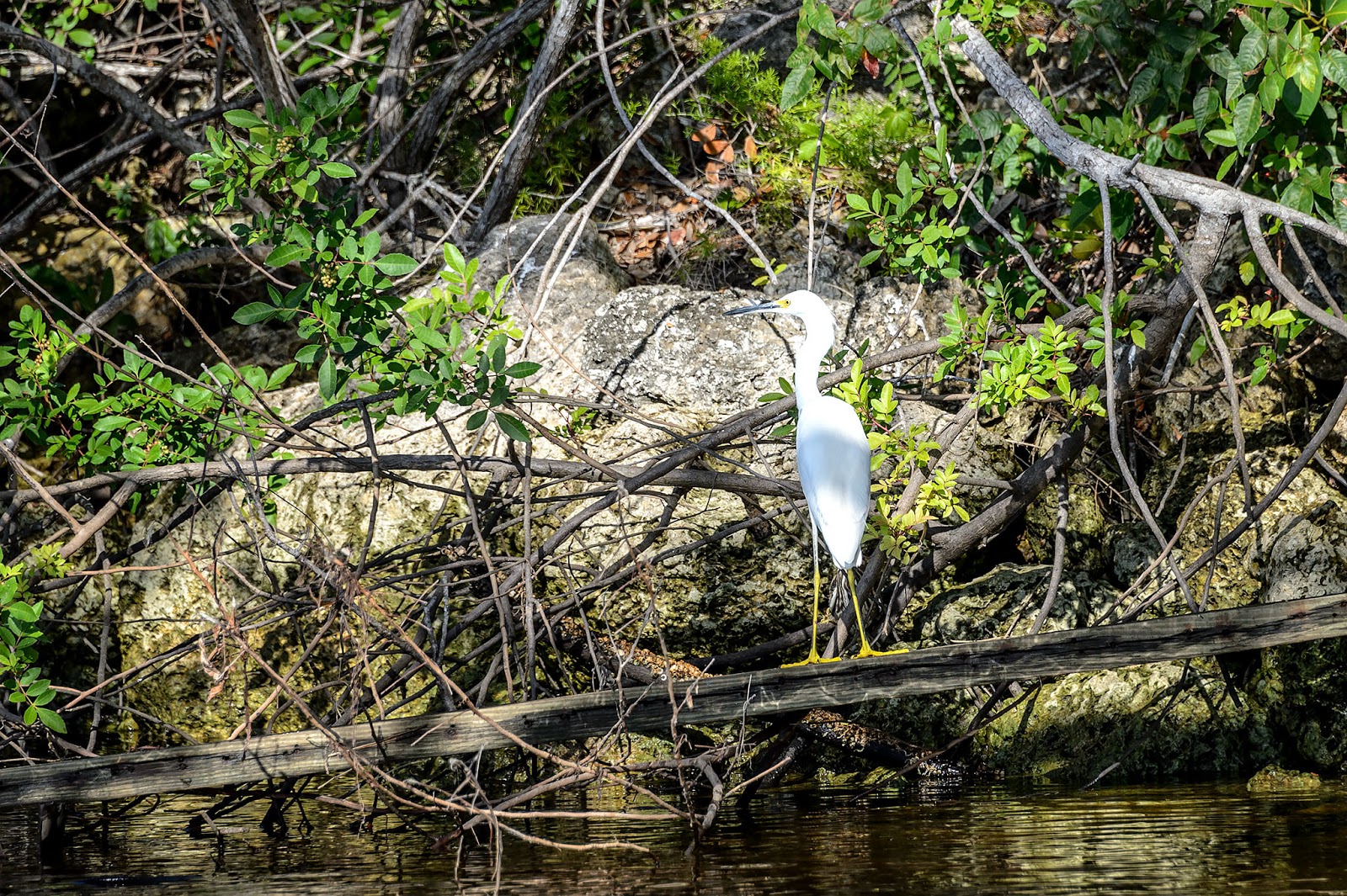 Bubba's Garage: Visiting Port of the Islands for Manatees