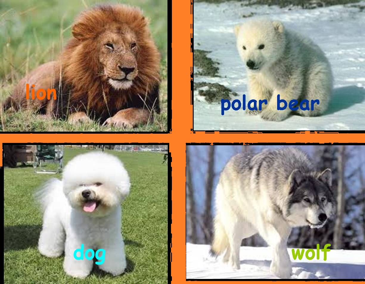 GROUPING OF ANIMALS PART 2 SCIENCE YEAR 3
