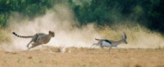 Cheetah running