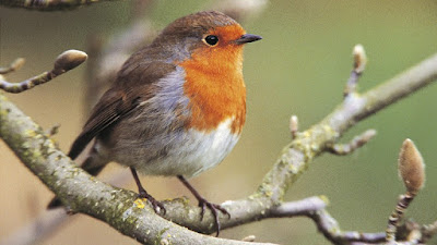 Too Much Weather !!! Robin