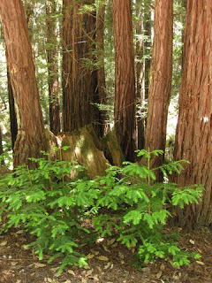 Young redwoods joining a circle of second-growth trees, Tunitas Creek Road, near Half Moon Bay, California