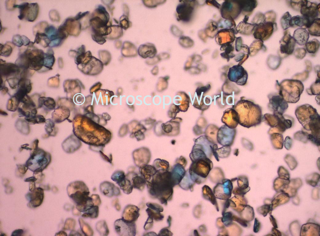 Microscope World Blog Gypsum under Polarizing Microscope