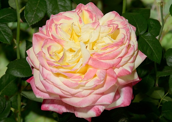Kordes Jubilee rose сорт розы фото  