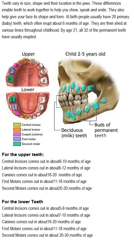 Primary teeth eruption chart