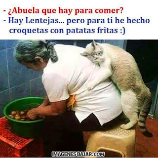 imagenes chistosas de gatos graciosas