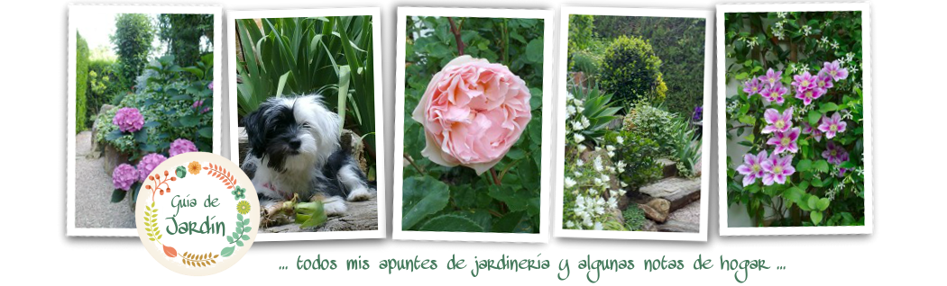 Guia De Jardin Blog De Jardinería Plantas Y Flores De La A A La Z