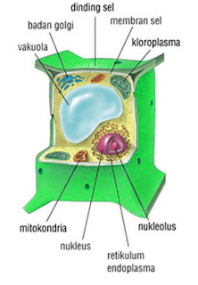 bagian sel tumbuhan dan fungsinya
