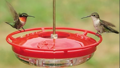 wild birds unlimited no hummingbirds at feeder wild birds unlimited no hummingbirds at feeder