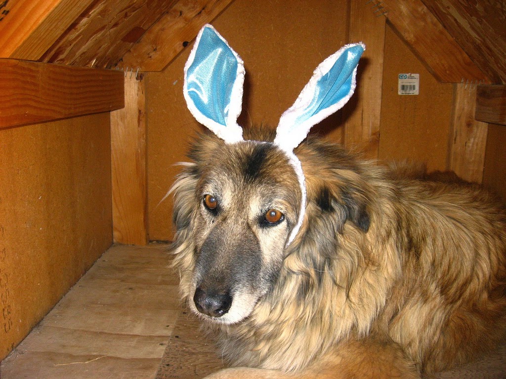 dogs in Easter bunny ears