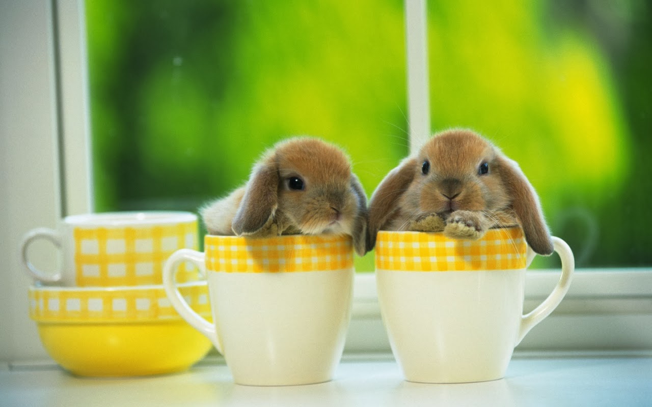 Desktop HD Wallpapers Free Downloads: Beautiful Baby Rabbits Wallpapers
