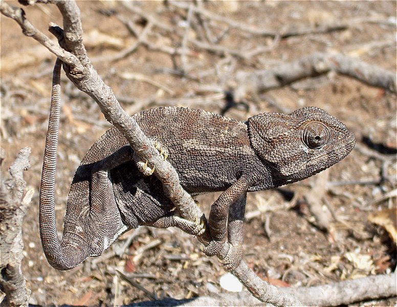 Sumpah-sumpah (Chameleon) Sumpah-sumpah
