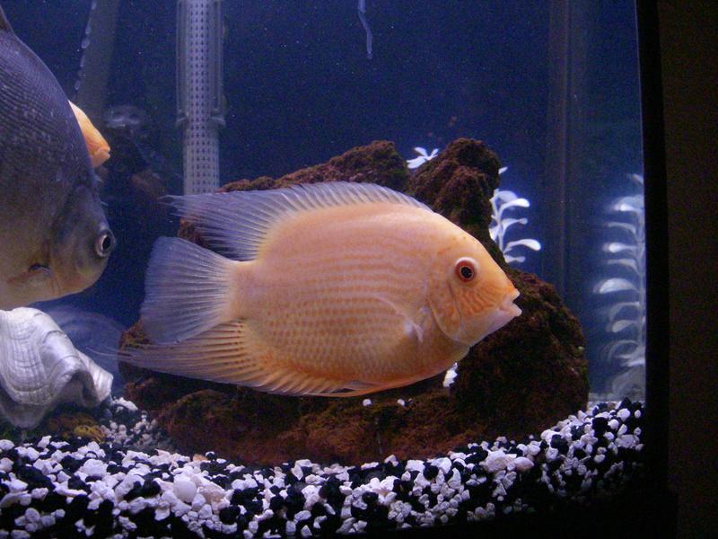 Fish Zone gold severum