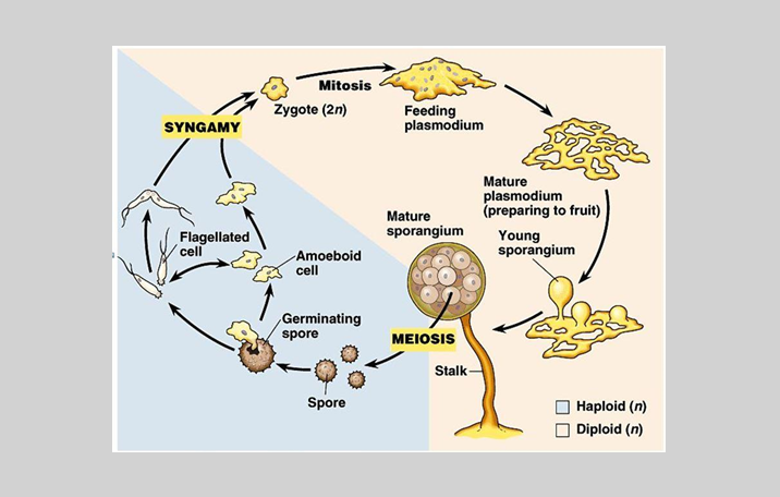 Protista Mirip Jamur