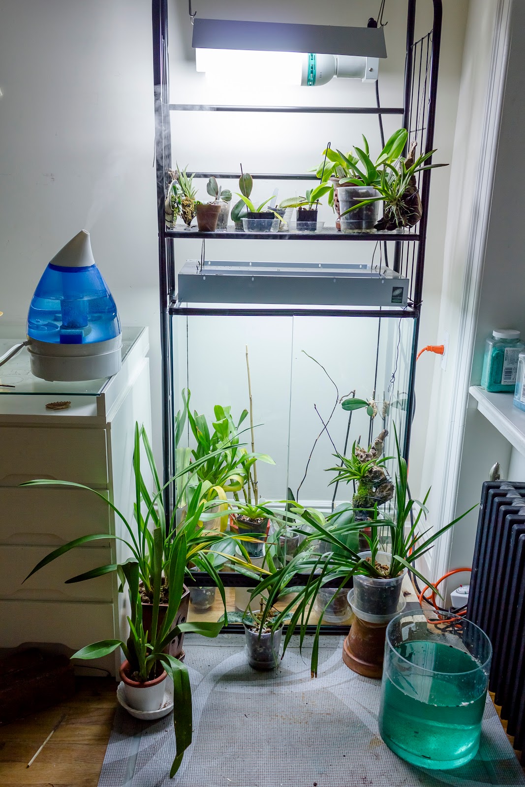 Maria's Orchids Setting up a terrarium for orchids