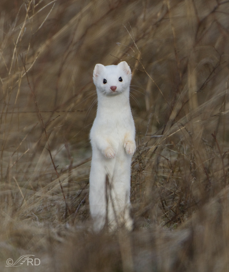 Известно что горностай хищное. Горностай норка. Ласка животное фото. Белый зверек. Белый небольшой зверек.