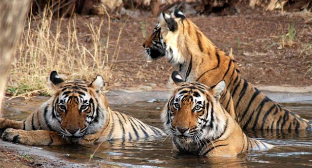 Sariska National Park