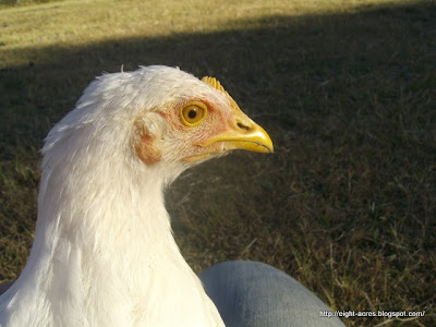eight acres: are those chicks hens or roosters?