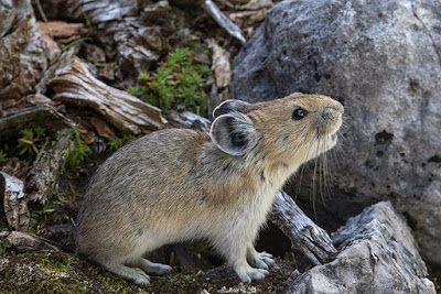 American pika (Ochotona princeps) 