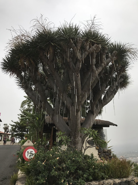 Drachenbaum auf Teneriffa Drachenbaum auf Teneriffa