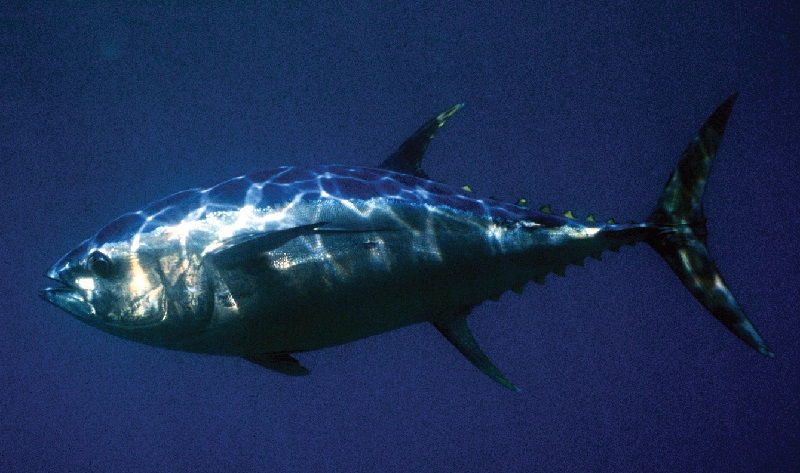 Gambar Jenis Ikan Tuna-Ikan Tuna Mata Besar (Thunnus obesus)