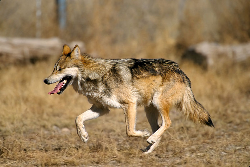 Mammals Animals: Mexican Wolf 2 yfb