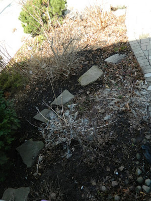 Toronto Leslieville Spring Front Yard Cleanup Before by Paul Jung Gardening Services--a Toronto Organic Gardening Company Toronto Leslieville Spring Front Yard Cleanup Before by Paul Jung Gardening Services--a Toronto Organic Gardening Company