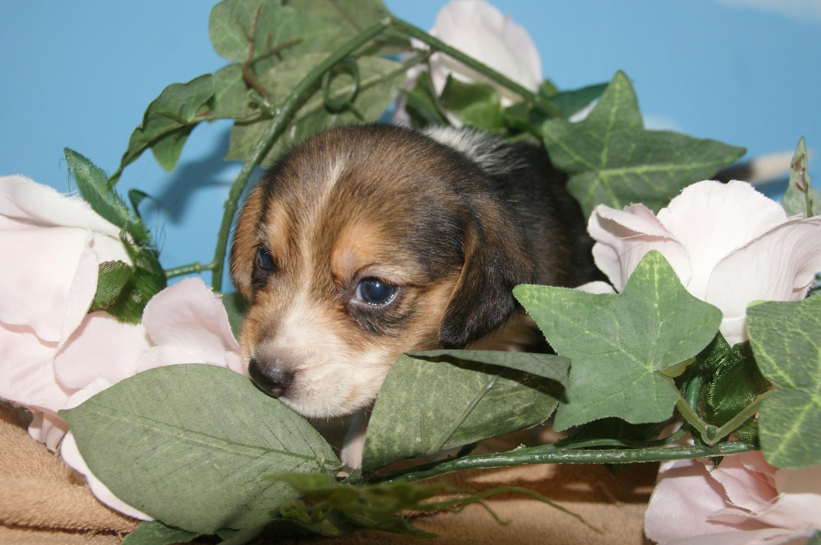 宮城県のペットショップ ペットショップ鈴花 ブログ 愛嬌たっぷりわんこ ビーグル犬販売中 宮城県石巻市 気仙沼市 南三陸町で子犬をお探しなら