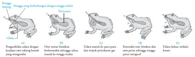 Pernapasan Hewan Protozoa, Cacing, Serangga, Ikan, Katak, Reptil, &amp; Burung