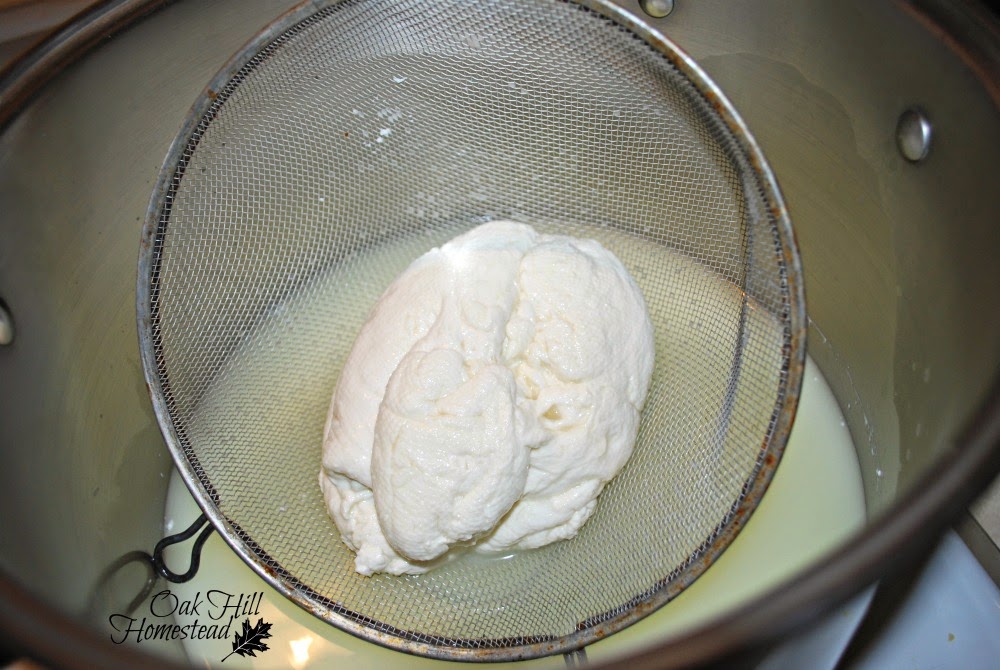 Mozzarella cheesemaking: vypusťte tvaroh a syrovátku.