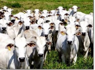 Itaju do Colônia: Gado roubado que vale R$ 68 mil é encontrado Itaju do Colônia: Gado roubado que vale R$ 68 mil é encontrado