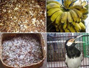 Informasi Pakan Burung Berkicau Cara Jitu Merawat Macam Macam Burung