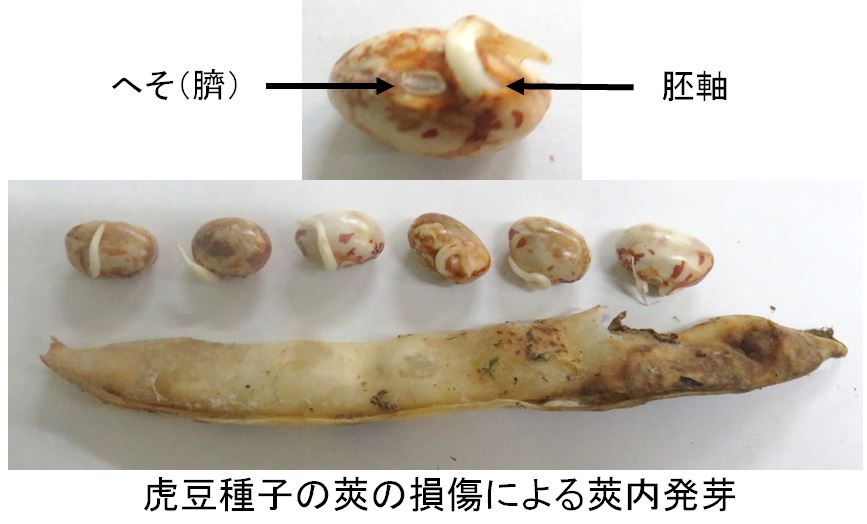 ささやかな手抜き菜園から 花豆などの栽培状況とハロウインパンプキン