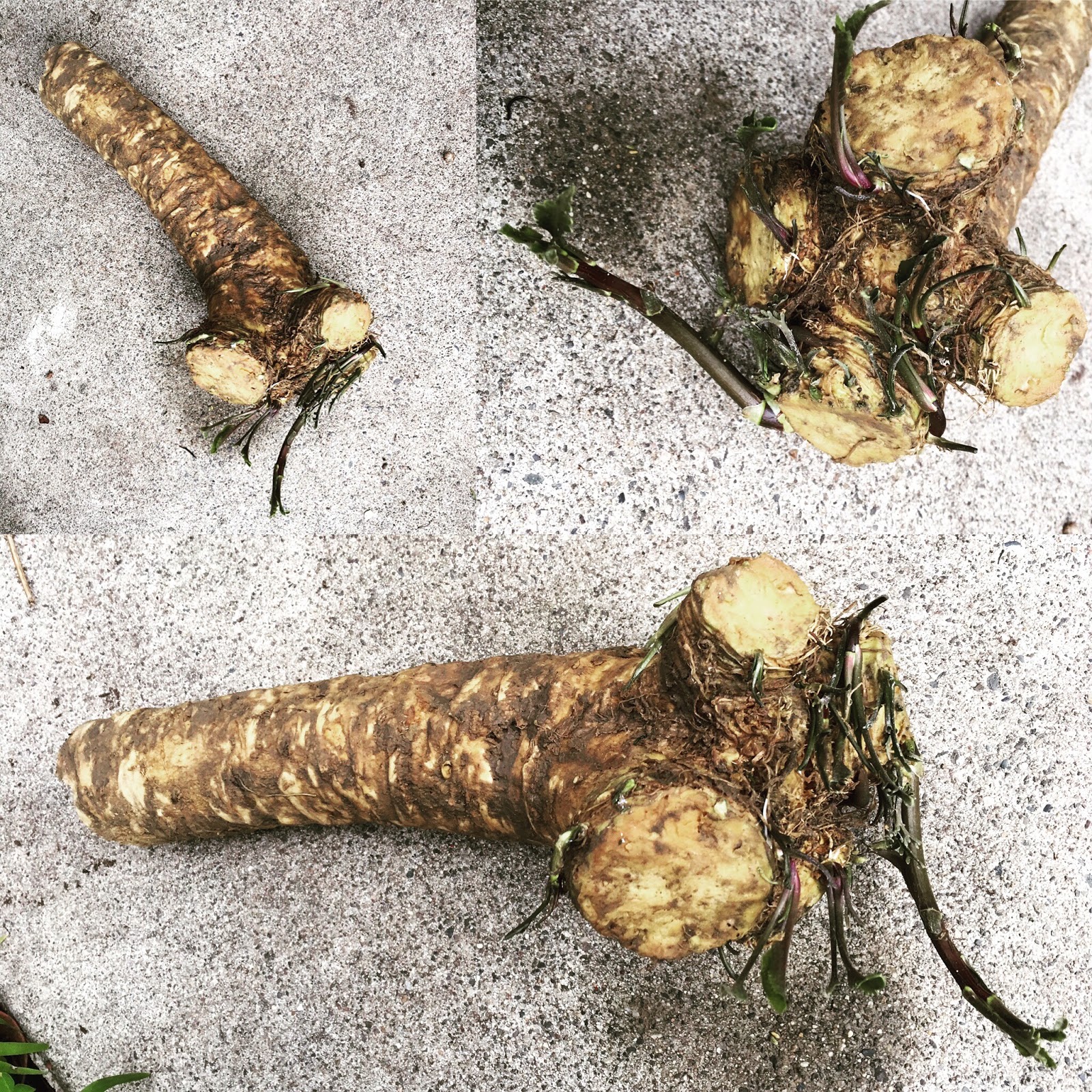 Avanti Cafe Musings Horseradish Puree