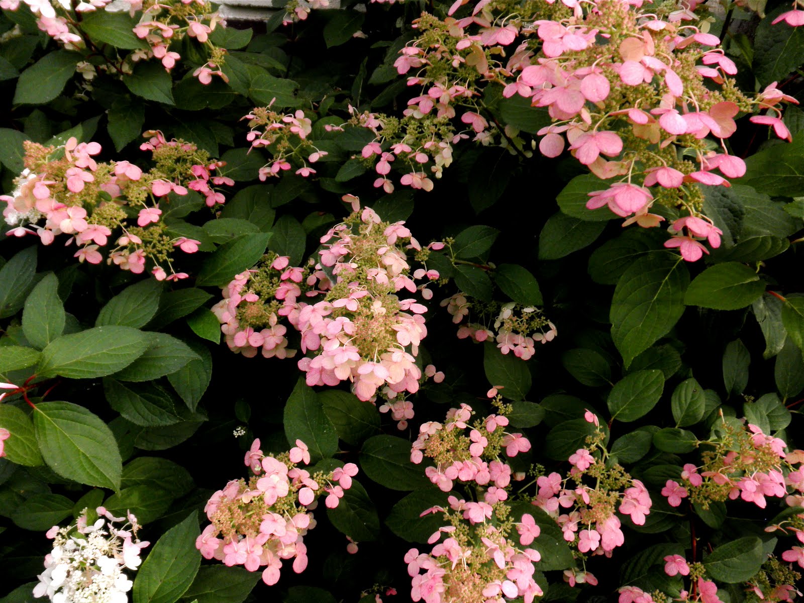Feminine and Sweet: Pink Lacecap Hydrangeas
