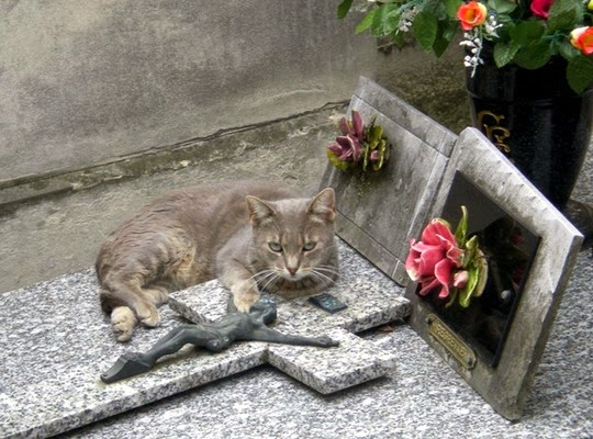 Cat at the Montmartre Cemetery