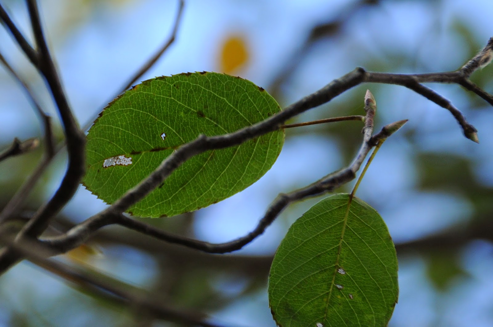 Serviceberry Amelanchier Rotary Botanical Gardens