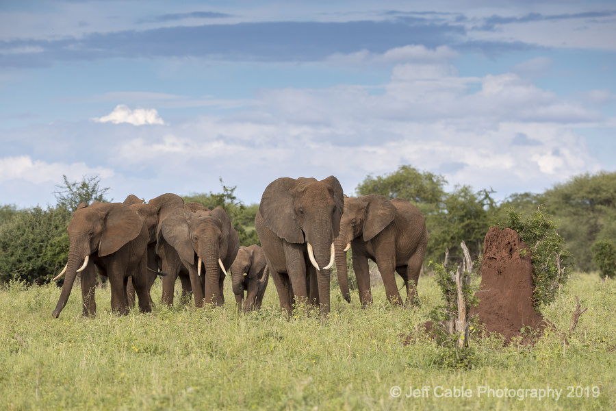 Jeff Cable's Blog Tanzania, Africa Endless herds of elephants