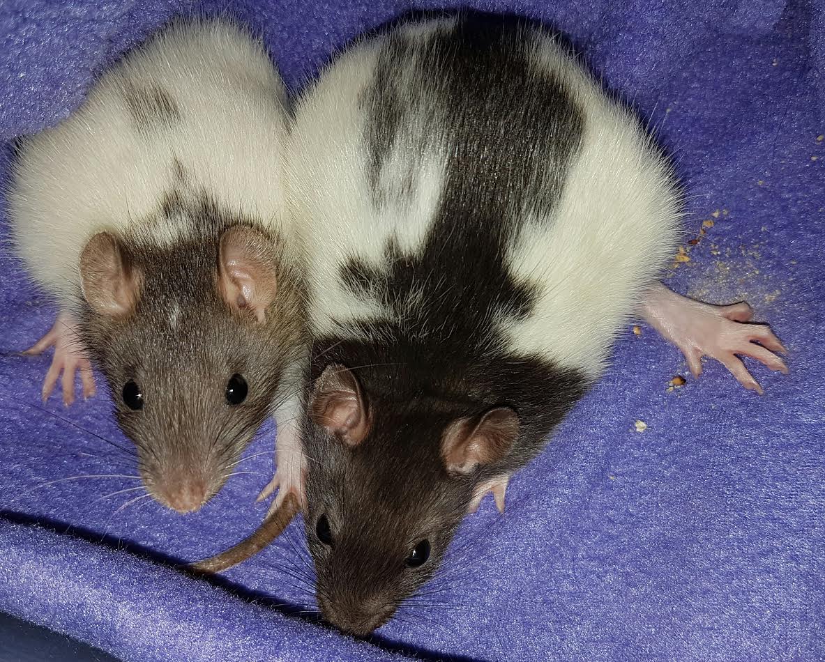 Happy Tails Worcester Foster Rats Baby boy rats still in need of homes