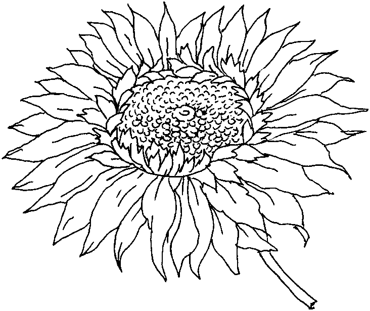 All Flower Coloring Pages ~ Top Coloring Pages