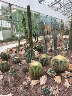 ピサ植物園のサボテン