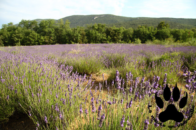 lavande-luberon-colorado-provencal-rustrel