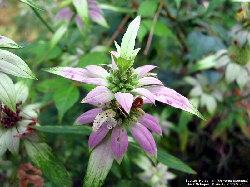Establishing A Wildflower Garden in South Florida - Flamingo Gardens
