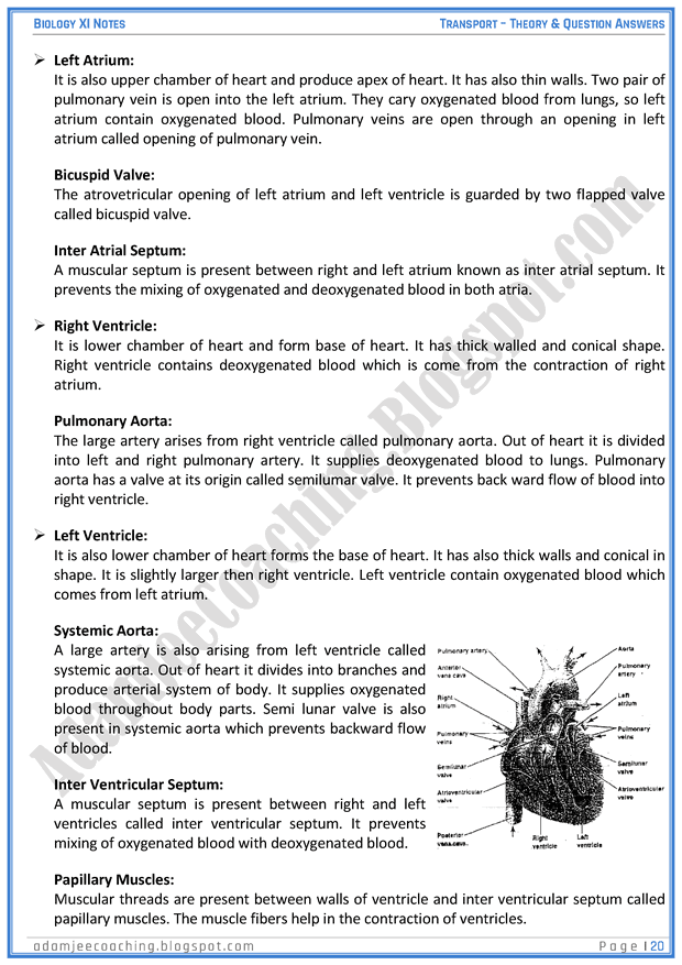 transportation-descriptive-question-answers-biology-11th