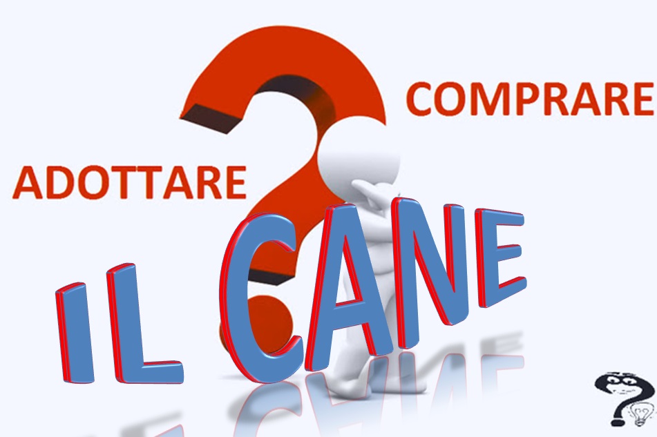 Come Scegliere Se Comprare O Adottare Un Cane