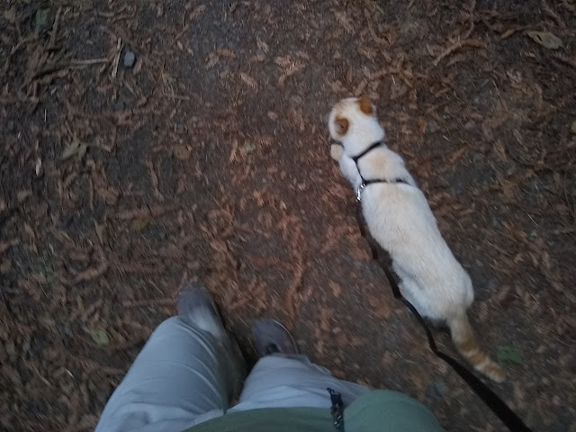 Timmy on a leash as we walk